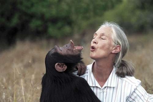 Dr. Jane Goodall avec le chimpanzé orphelin Uruhara Sanctuaire de Sweetwaters, Kenya © Institut Jane Goodall France - © Photographe : Michael Neugebauer - Toute reproduction interdite