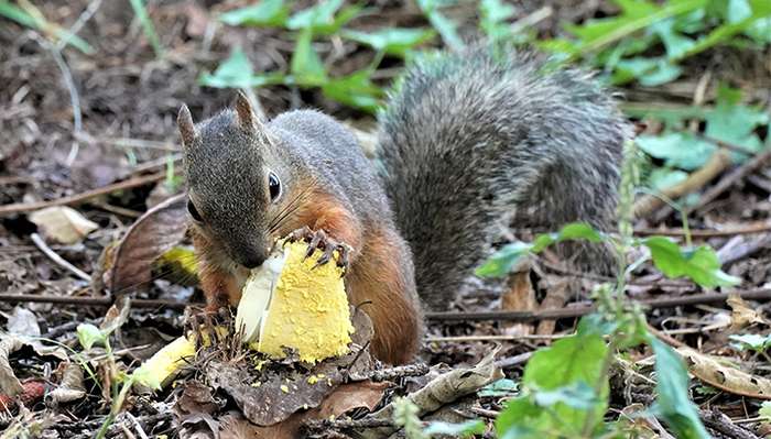 Un écureuil du Japon mange les restes d'une Amanita flavella. © Koichi Gomi