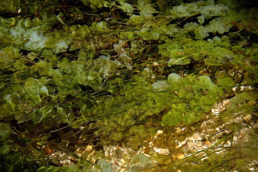 Plante aquatique, Macarenia clavigera, une podostémacée, s'accroche sur le fond par un crampon, ou haptère. Elle reste verte durant les périodes où le niveau de l’eau est haut. © Olivier Grunewald, tous droits réservés