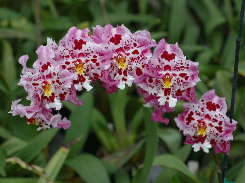 Orchidée Odontoglossum, des Andes Orchidée Odontoglossum, des Andes