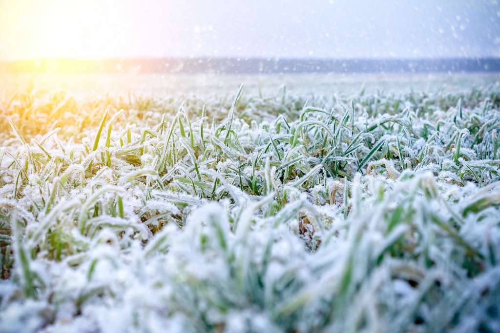 Les gelées tardives. © nordroden, Adobe Stock
