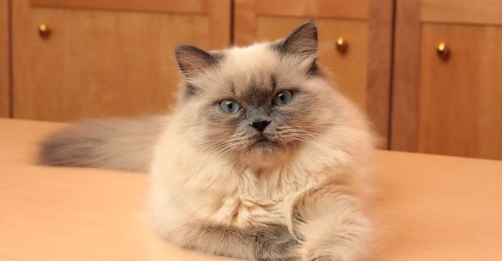 Le Chat Persan Dossier Le Chat Persan Dossier