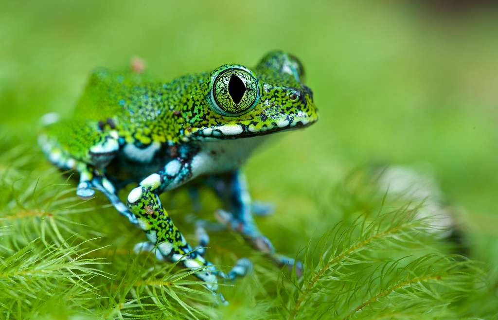 Leptopelis vermiculatus, verte quand elle est jeune, marron plus tard Leptopelis vermiculatus, verte quand elle est jeune, marron plus tard