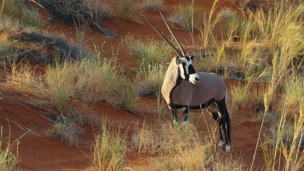 L’oryx, symbole de la Namibie L’oryx, symbole de la Namibie