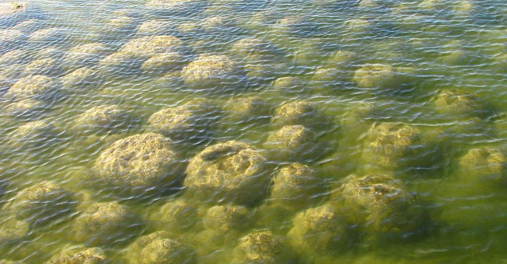 Stromatolithes, à marée basse, sur le littoral de l'Ouest de l'Australie. © C. Eeckhout, CC BY 3.0