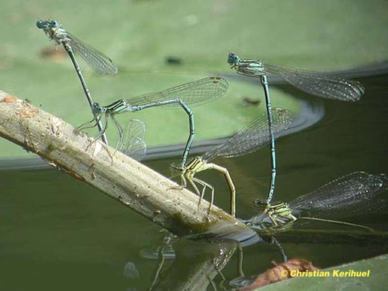 La reproduction des libellules La reproduction des libellules