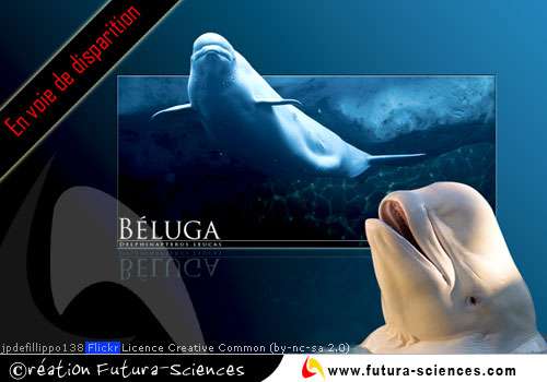 Beluga en voie de disparition