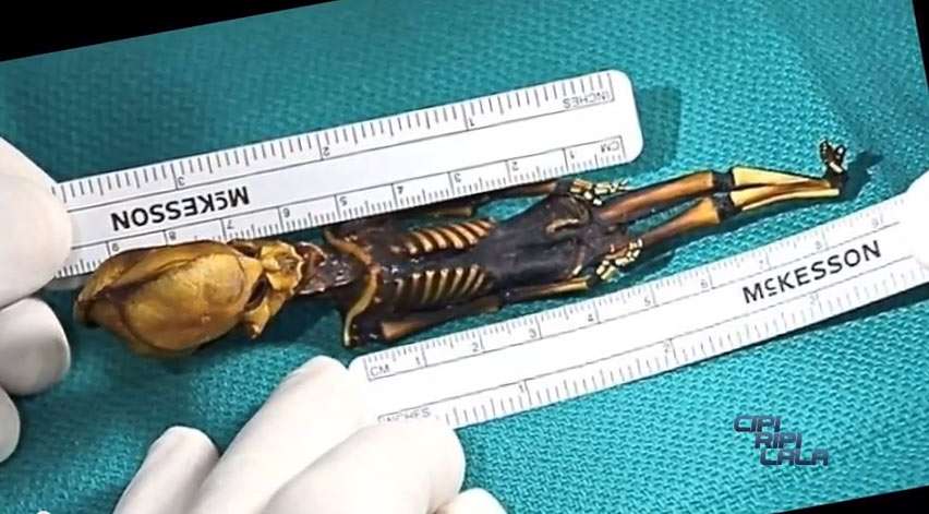 Ata, ce squelette humain si curieux, ne mesure qu'une quinzaine de centimètres. Il est petit, mais plein de mystères... © Cipiripilala, YouTube