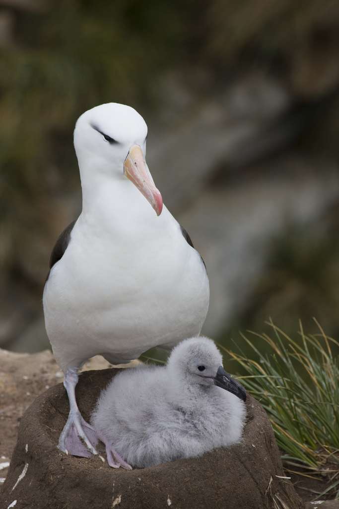 The divorce rate among black-browed albatrosses depends primarily on the ability of the pairs to raise their young.  © Darrell Gulin, Danita Delimont, Adobe Stock