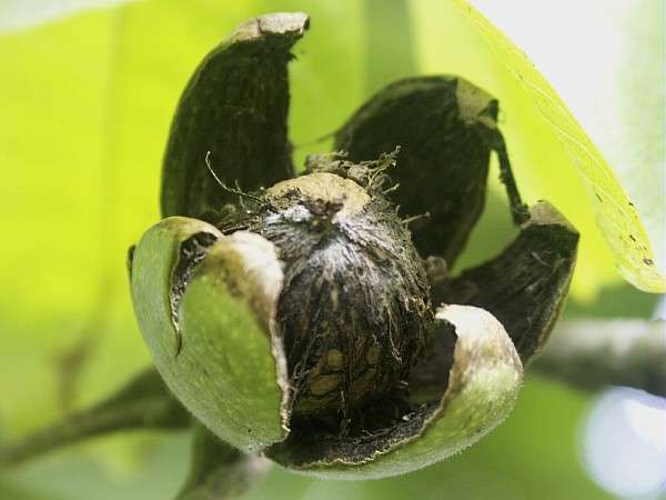 La noix et son brou, cette enveloppe verte La noix et son brou, cette enveloppe verte