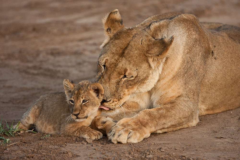 Entre lionne et son petit, de tendres moments. © Paul Funston Pantera, tous droits réservés, reproduction interdite