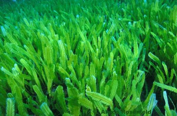 Les champs de caulerpe de Méditerranée sont tellement denses qu'ils étouffent les herbiers de posidonies. L'algue n'est pas utile aux autres espèces marines et les grandes étendues qu'elle recouvre deviennent des déserts marins. © Alexis Rosenfeld