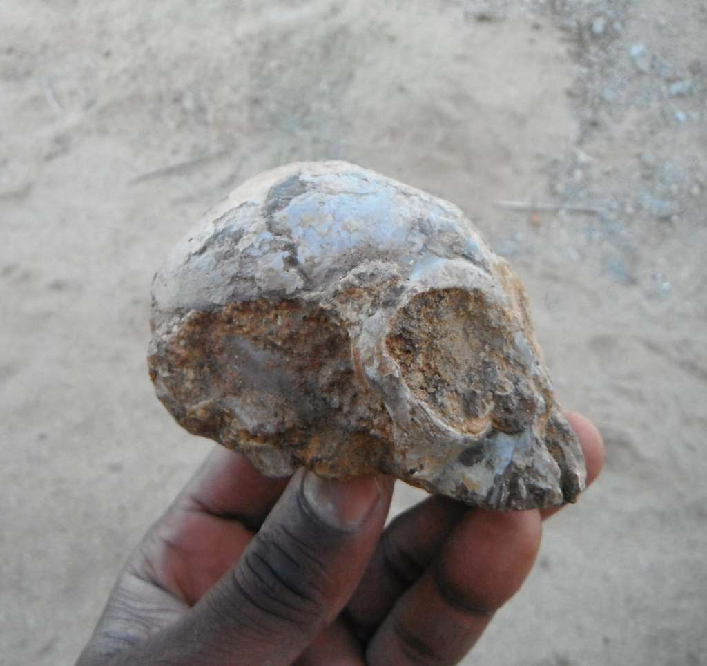 Le crâne du bébé singe Nyanzapithecus alesi entre les doigts de l'un de ses découvreurs. © Fondation Leakey