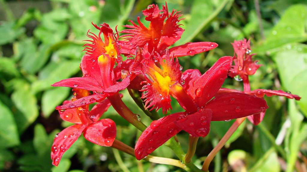 Epidendrum, un genre d'orchidées regroupant un millier d'espèces ! Epidendrum, un genre d'orchidées regroupant un millier d'espèces !