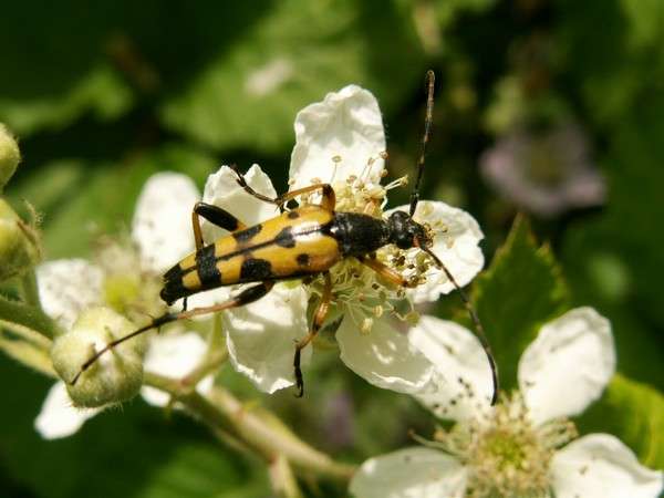 Rutpela maculata - Longicorne maculé Rutpela maculata - Longicorne maculé