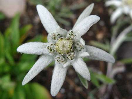 L'edelweiss (Leontopodium Alpinum) appartient à la famille des Astéracées. © Andrew Bossi, CC by-sa 2.5 