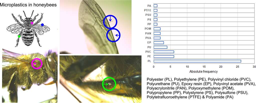 La localisation des fibres et fragments de microplastique sur les insectes ainsi que leur nature. © Carlos Edo et al. Science of the Total Environment