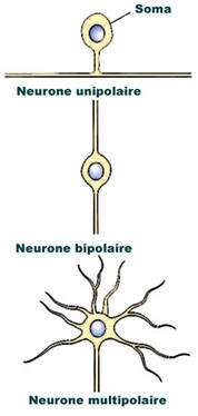 On distingue plusieurs classifications de neurones selon le nombre de neurites, leur forme anatomique, leur fonction et le type de neurotransmetteurs qu'ils sécrètent. © DR On distingue plusieurs classifications de neurones selon le nombre de neurites, leur forme anatomique, leur fonction et le type de neurotransmetteurs qu'ils sécrètent. © DR