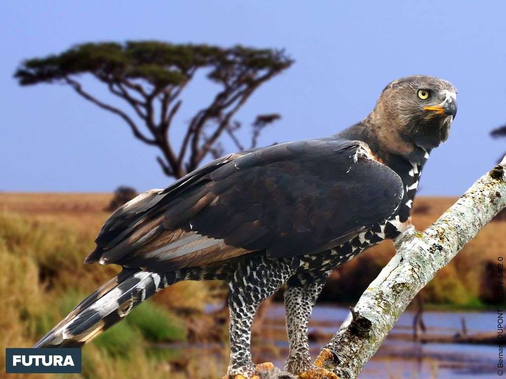 Fond D Ecran Aigle Couronne Avec Une Double Crete Erectile