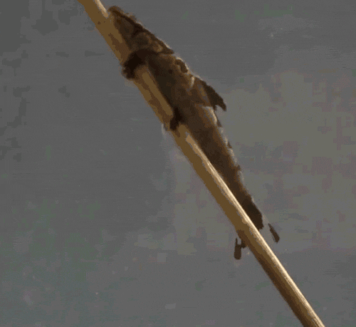 L’Homaloptera bilineata ne présente pas un bassin robuste semblable à celui du Cryptotora thamicola, mais il utilise ses nageoires pour se propulser vers l’avant. La mesure dans laquelle il peut « marcher » est encore inconnue. © Zachary Randall, Musée d’histoire naturelle de Floride