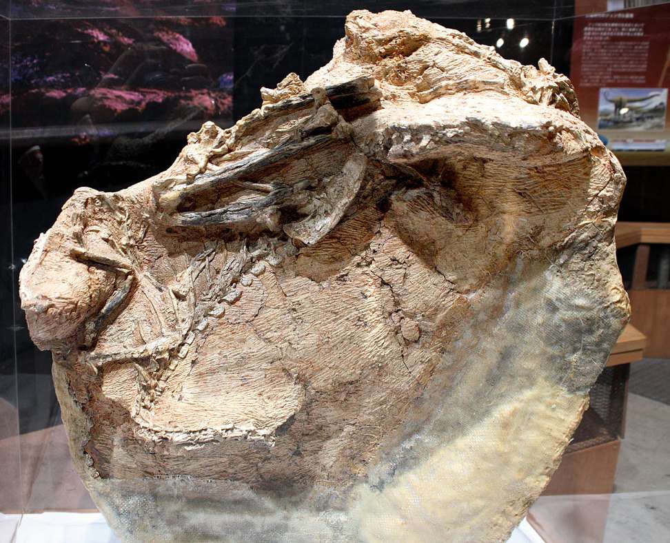 Fossile de Guanlong wucaii Fossile de Guanlong wucaii