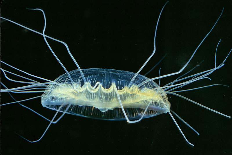 La méduse Pegantha sp. La méduse Pegantha sp.