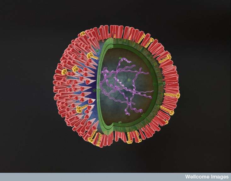 Schéma du virus de la grippe. Les hémagglutinines sont représentées en rouge et les neuraminidases en jaune. Ces deux protéines de surface du virus déterminent le nom de la souche (H et N). © Anna Tanczos, Wellcome image