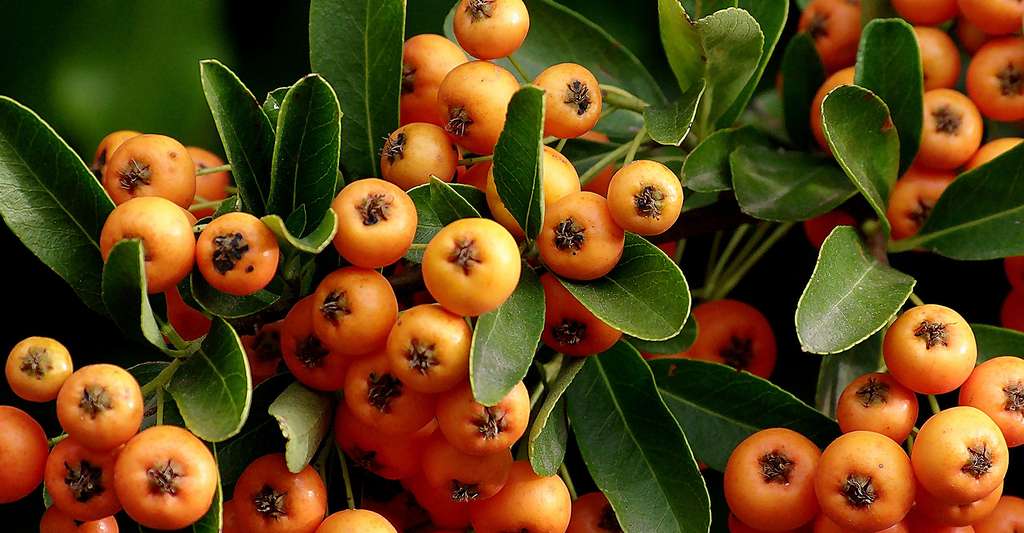 Fruits du Pyracantha (Pyracantha angustifolia) appelé aussi « buisson ardent ». © JLPC, CC by-sa 3.0