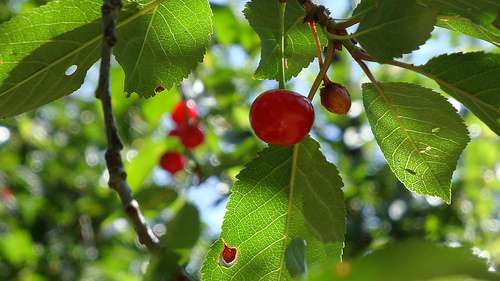 Le cerisier est un arbre fruitier. © muufi, Flickr CC by nc sa 2.0
