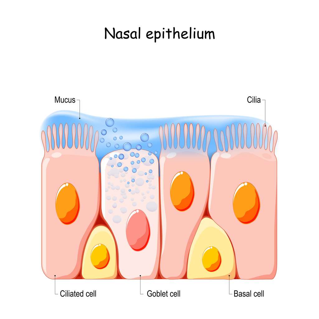 Épithélium nasal constitué des cellules basales, en gobelet et ciliées. © Designua, Adobe stock