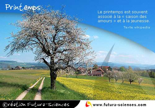 Printemps Saison Des Amours Carte Virtuelle