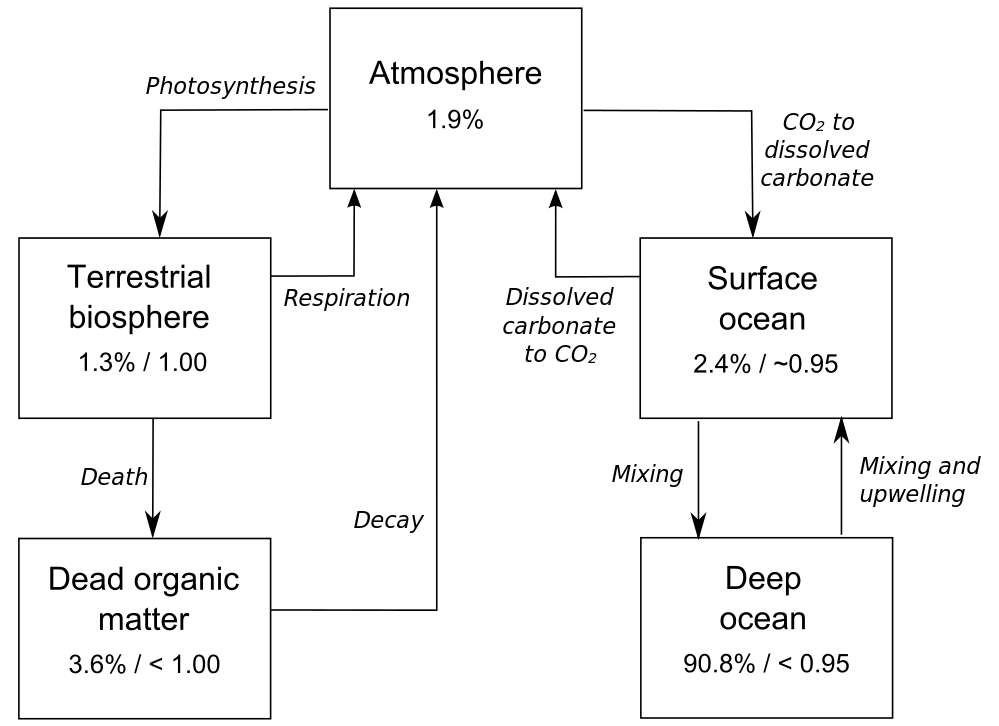 Les réservoirs d’échange du carbone sont simplifiés sur ce schéma : atmosphère (atmosphere), biosphère terrestre (terrestrial biosphere), océan de surface (surface ocean), océan profond (deep ocean) et matière organique morte (dead organic matter). Les pourcentages montrent la fraction du carbone total dans chaque réservoir. Les nombres après la barre oblique montrent le ratio de carbone 14 sur le carbone 12 en fraction du ratio constaté dans l’atmosphère. © Mike Christie ; données : Bowman, Goudie et Cuff, Environmental Change and Human Society, CC by-sa 3.0