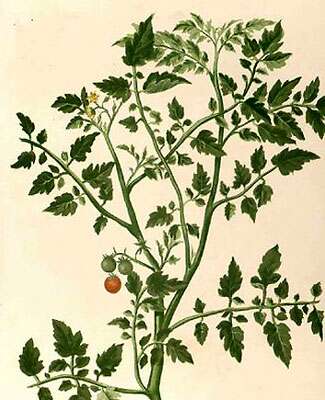 La tomate est aussi appelée « pomme d'amour ». © Wikipédia DP