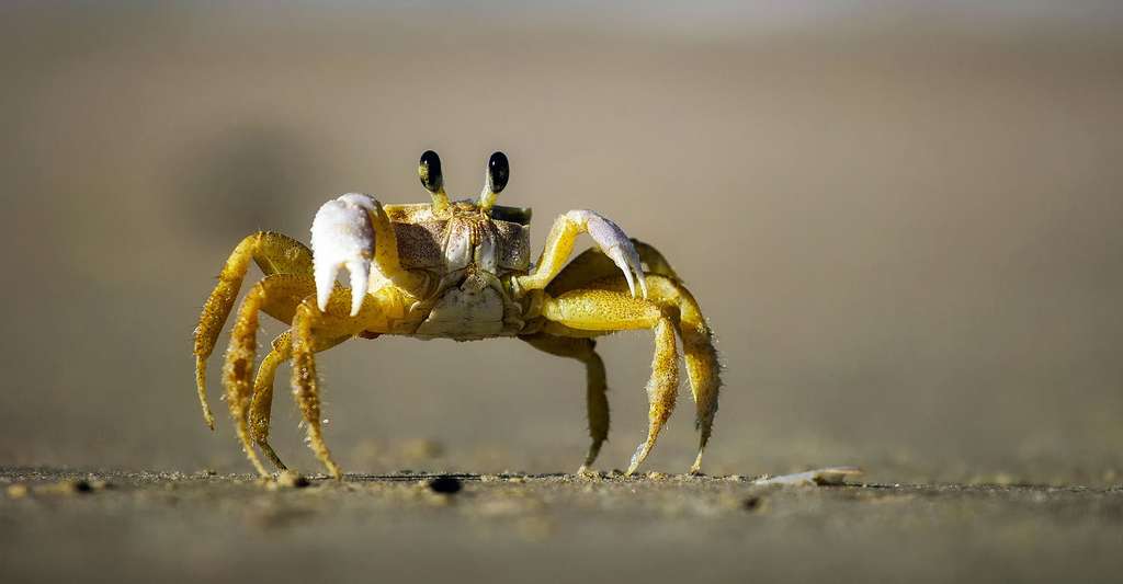 Il existe 7.000 espèces de crabes différentes dans le monde. © 12019, Pixabay, DP