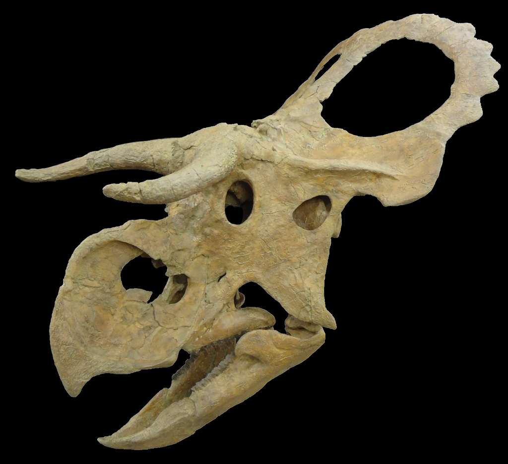 Reconstitution d'un crâne de Nasutoceratops titusi. Celui de l'holotype mesure 1,8 m de long. © Rob Gaston