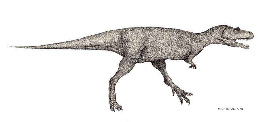 Albertosaurus Albertosaurus