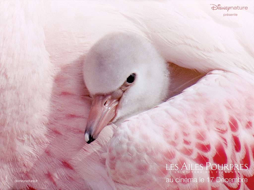 Les Ailes pourpres : Bien au chaud ! Les Ailes pourpres : Bien au chaud !