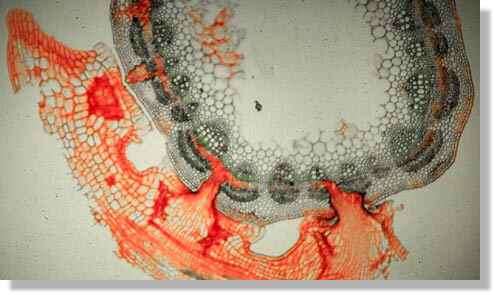 Coupe transversale d'une tige parasitée. La section passe par une fraction d'une spire de cuscute (colorée en rouge). On distingue trois suçoirs qui ont pénétré dans les tissus de l'hôte et ont atteint le xylème (tissu conducteur de la sève brute). © Georges Sallé