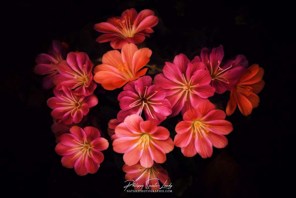 Un lumineux lewisia pourpre Un lumineux lewisia pourpre