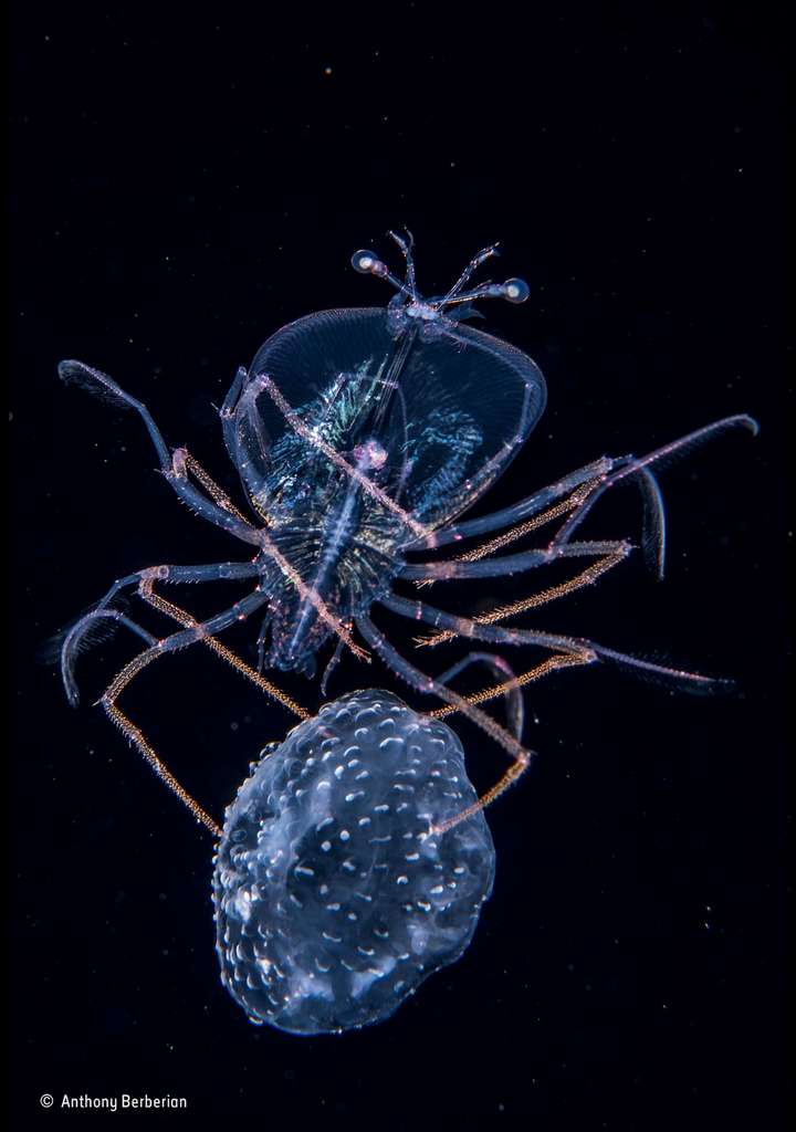 Une larve de homard agrippée au dos d’une méduse morte. © Anthony Berberian, 2017 Wildlife Photographer of the Year