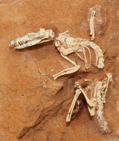 Ukhaatherium nessovi, un mammifère ressemblant à une musaraigne, a été découvert en 1994 dans le désert de Gobi. Il aurait vécu au Crétacé et était jusqu’à présent considéré comme un placentaire. Il s’agirait d’une erreur selon la nouvelle étude, qui souligne l’existence d’un os épipubique propre aux marsupiaux. © S. Goldberg et M. Novacek, AMNH