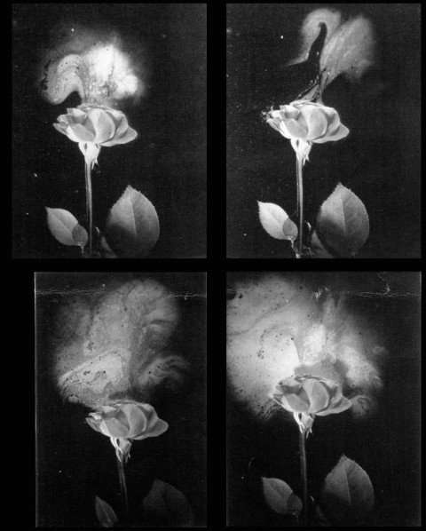 Mêlant art et science, ces photographies mettent en évidence les composés volatils émis par une rose. © The Josef Breitenbach Trust