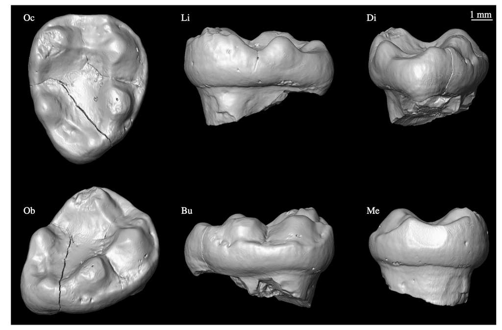 La dent trouvée par les scientifiques sur le site archéologique de Ramnagar en Inde. © Christopher C. Gilbert et al. Proceedings of The Royal Society B