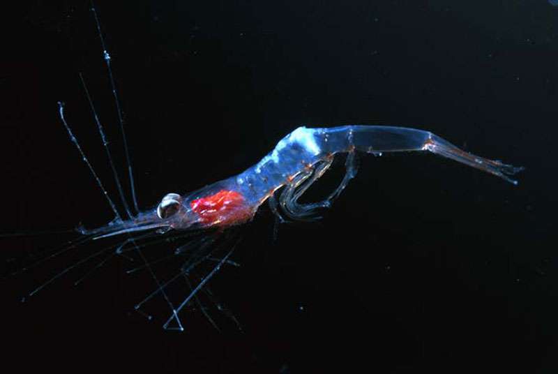 Meganyctiphanes sp. Meganyctiphanes sp.