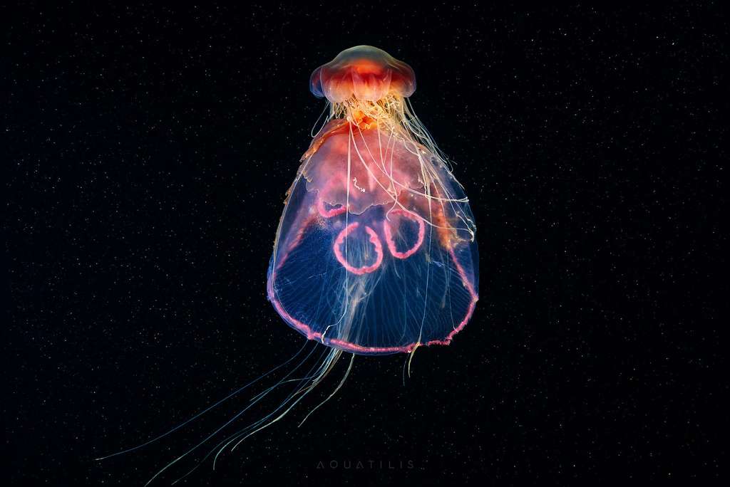 Une méduse qui en mange une autre Une méduse qui en mange une autre