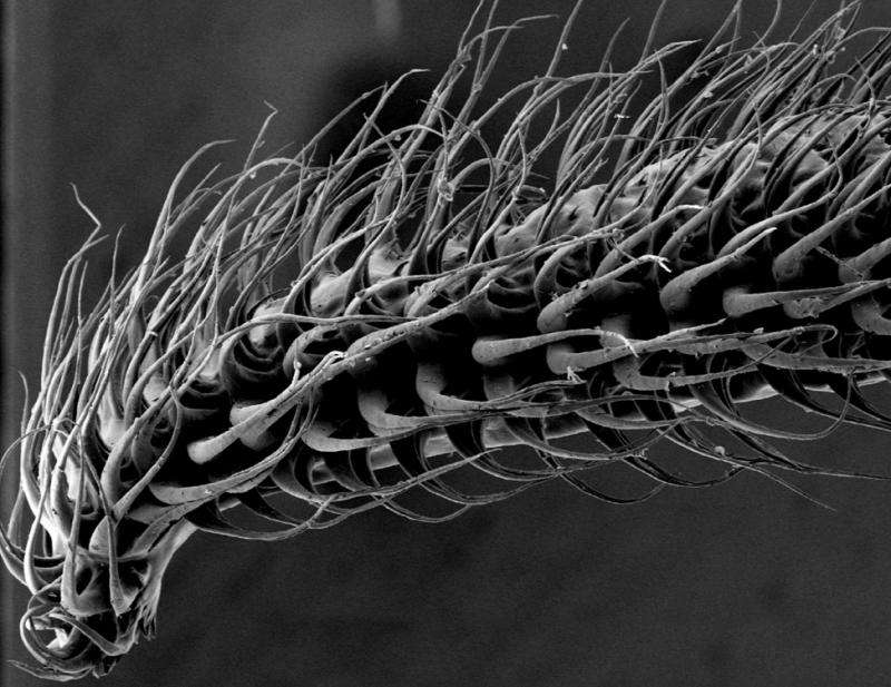 Image de microscopie électronique d'une langue de glossophage de Pallas, une espèce de chauve-souris. © Cally Harper, université Brown