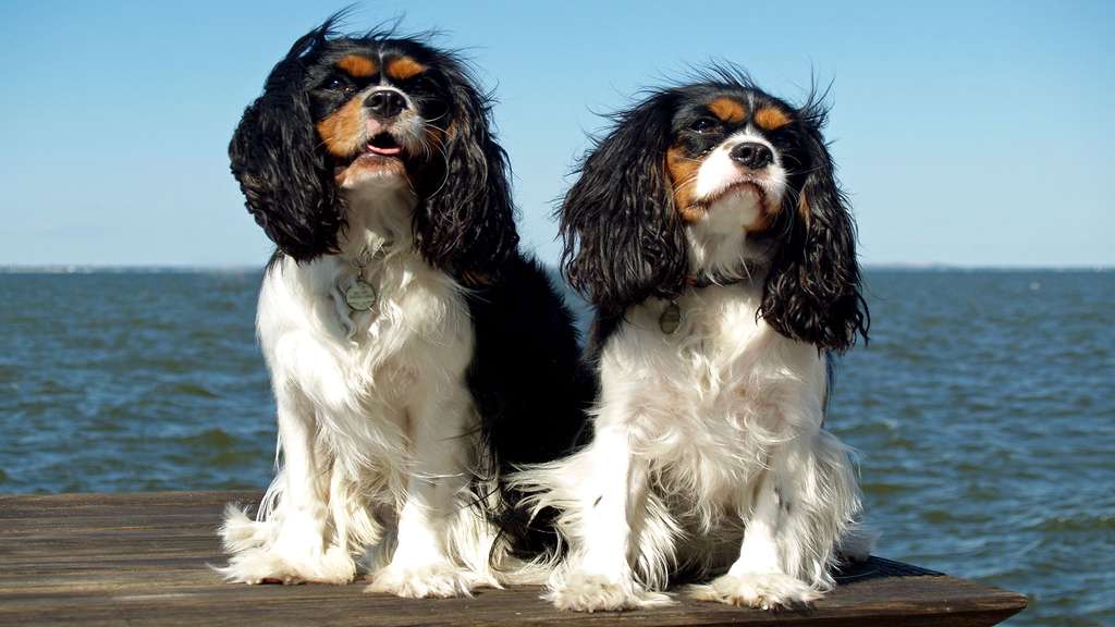 L’épagneul King Charles, un chien royal L’épagneul King Charles, un chien royal