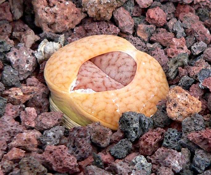 Lithops pseudotruncatella dendritica Lithops pseudotruncatella dendritica