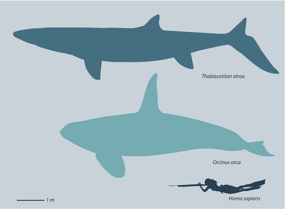 Comparaison entre un thalassotitan, un orque et un être humain. © Nicholas R.Longrich, Nour-Eddine Jalil, Fatima Khaldoune, Oussama Khadiri Yazami et al., 2022 Comparaison entre un thalassotitan, un orque et un être humain. © Nicholas R.Longrich, Nour-Eddine Jalil, Fatima Khaldoune, Oussama Khadiri Yazami et al., 2022