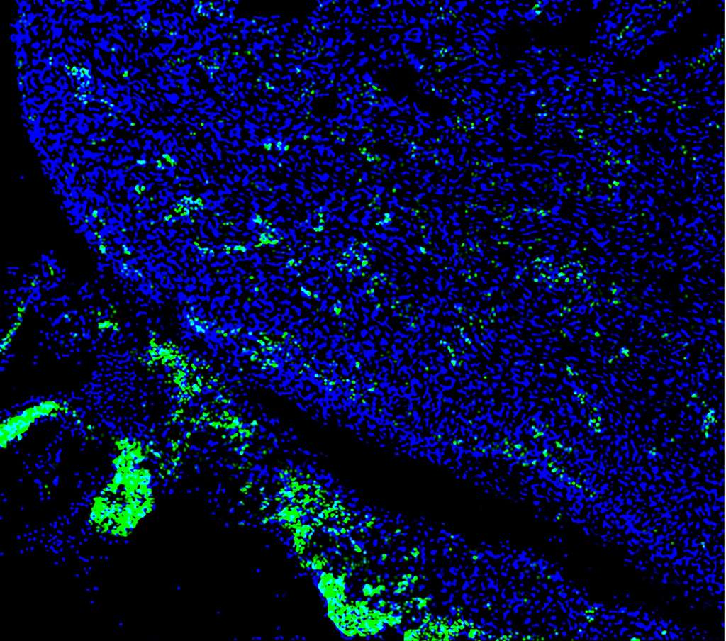 Des cellules souches pluripotentes induites humaines (en vert) ont contribué au développement du cœur d’un embryon de cochon de quatre semaines. © Salk Institute